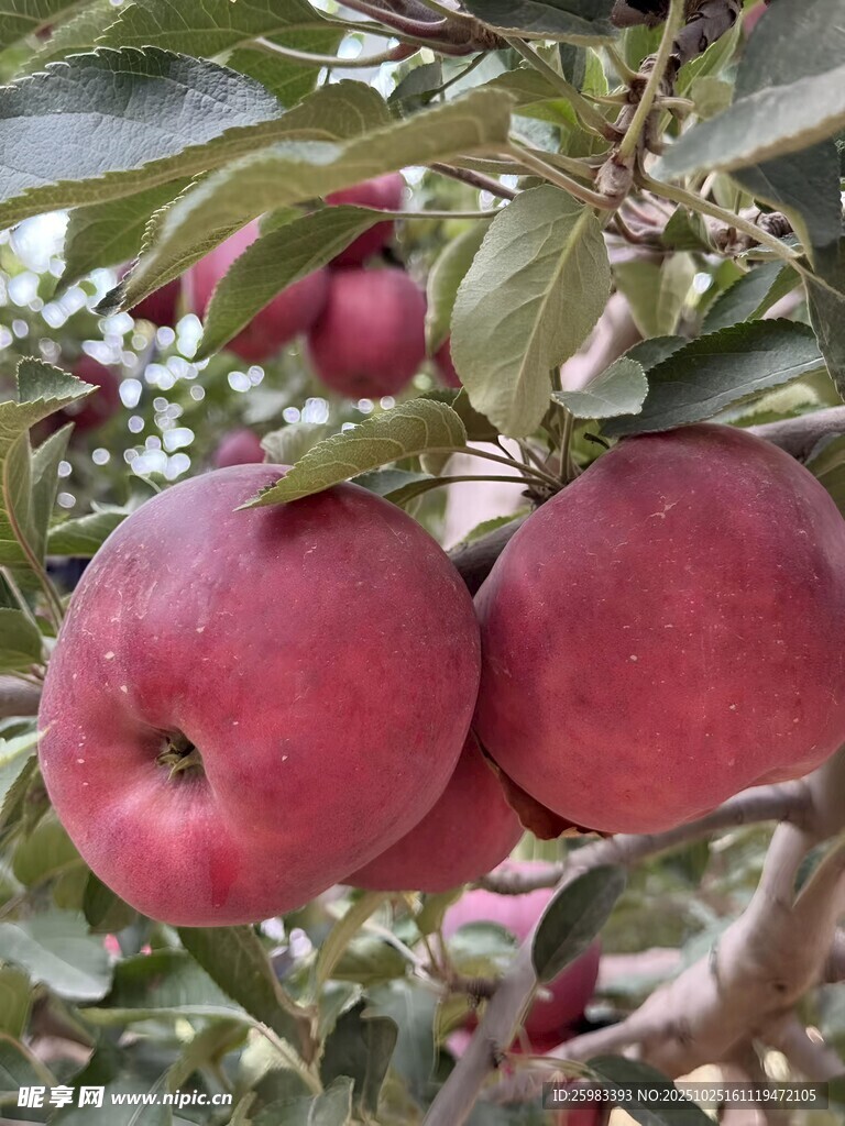 苹果栽培