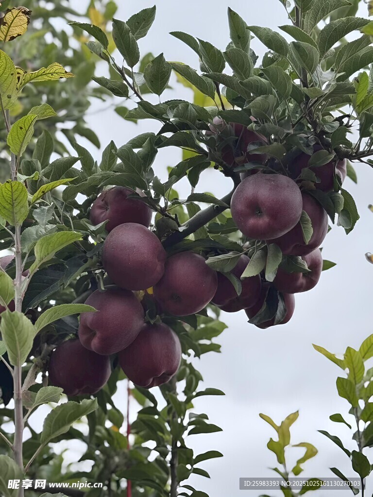 苹果栽培