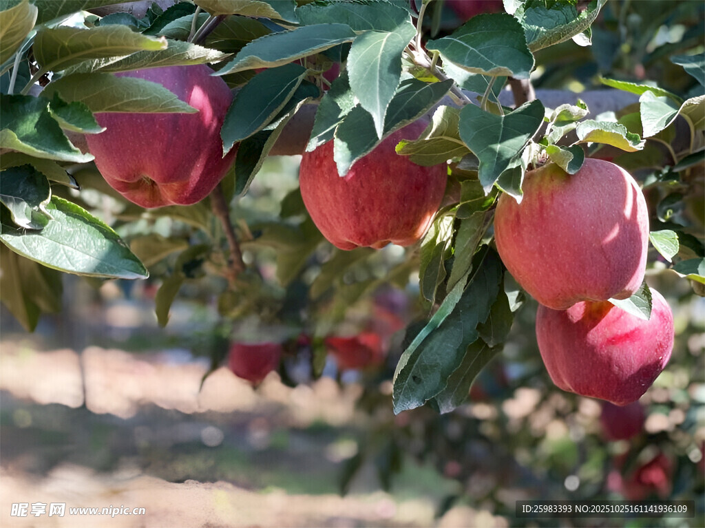 苹果栽培