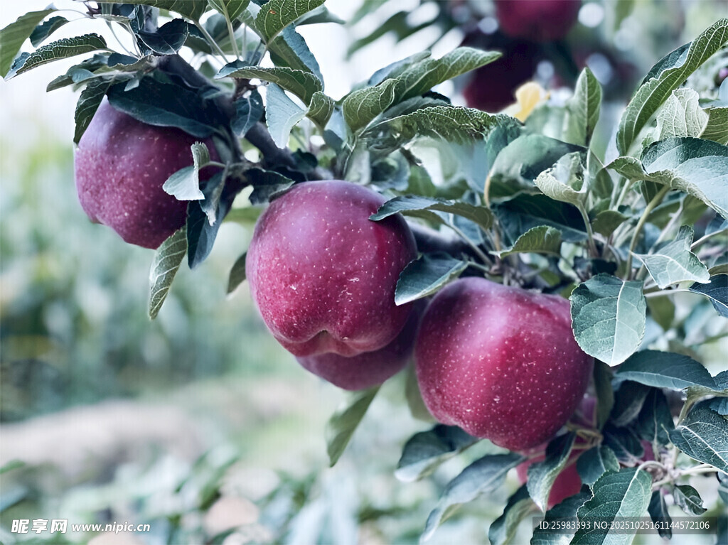 苹果栽培