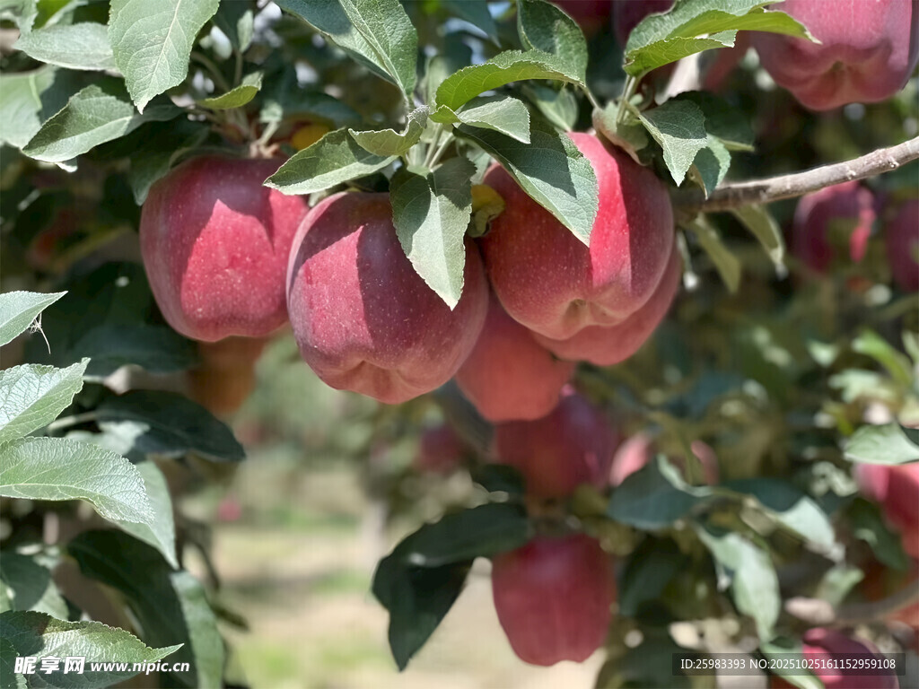 苹果栽培