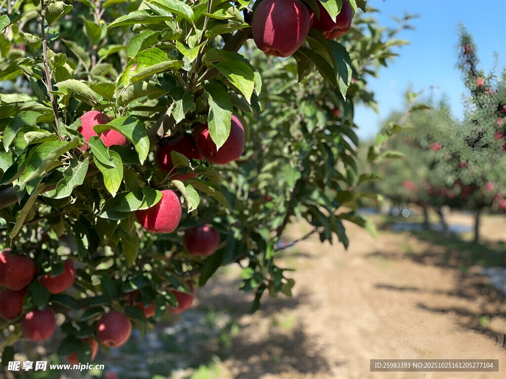 苹果栽培