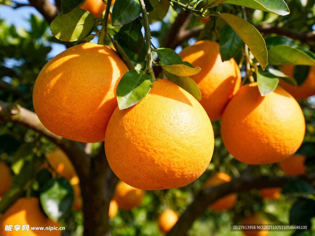 枝头饱满的橙子