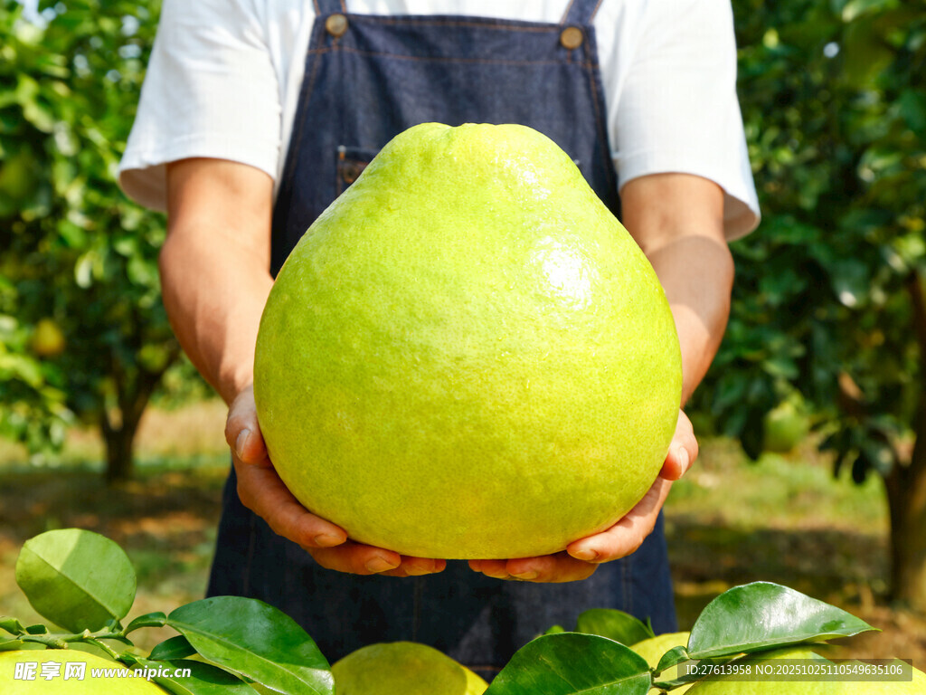 农民手中的大青皮柚子