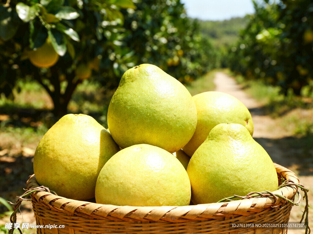 果篮中的青皮柚子