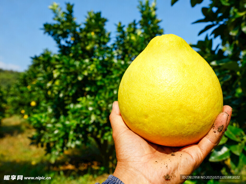 手捧金黄饱满的新鲜柚子