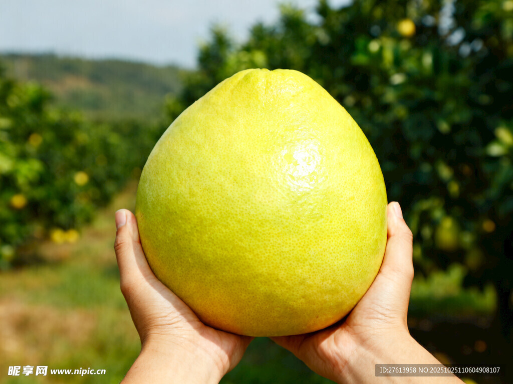 双手捧起的新鲜大柚子