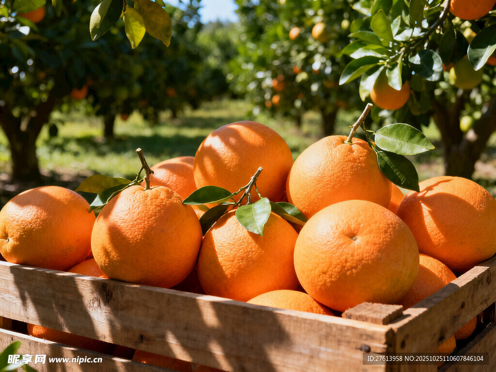 木箱中的新鲜橙子