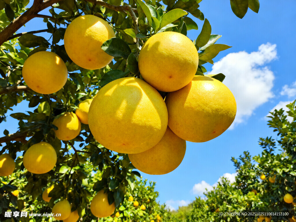 树上的柚子