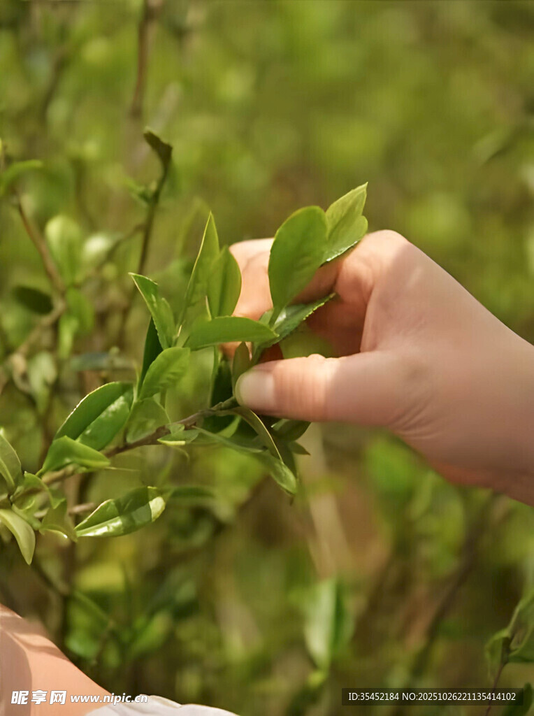 采摘茶叶