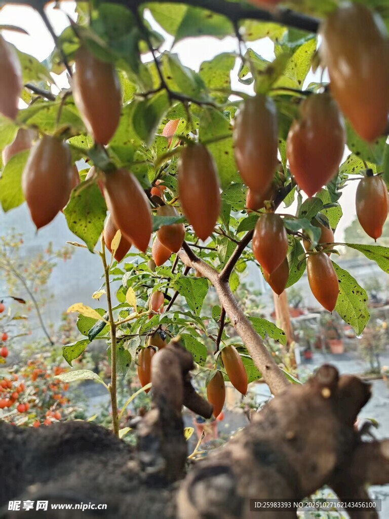 老鸦柿