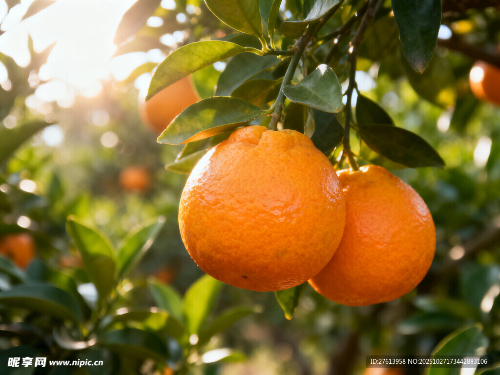 枝头的橙子