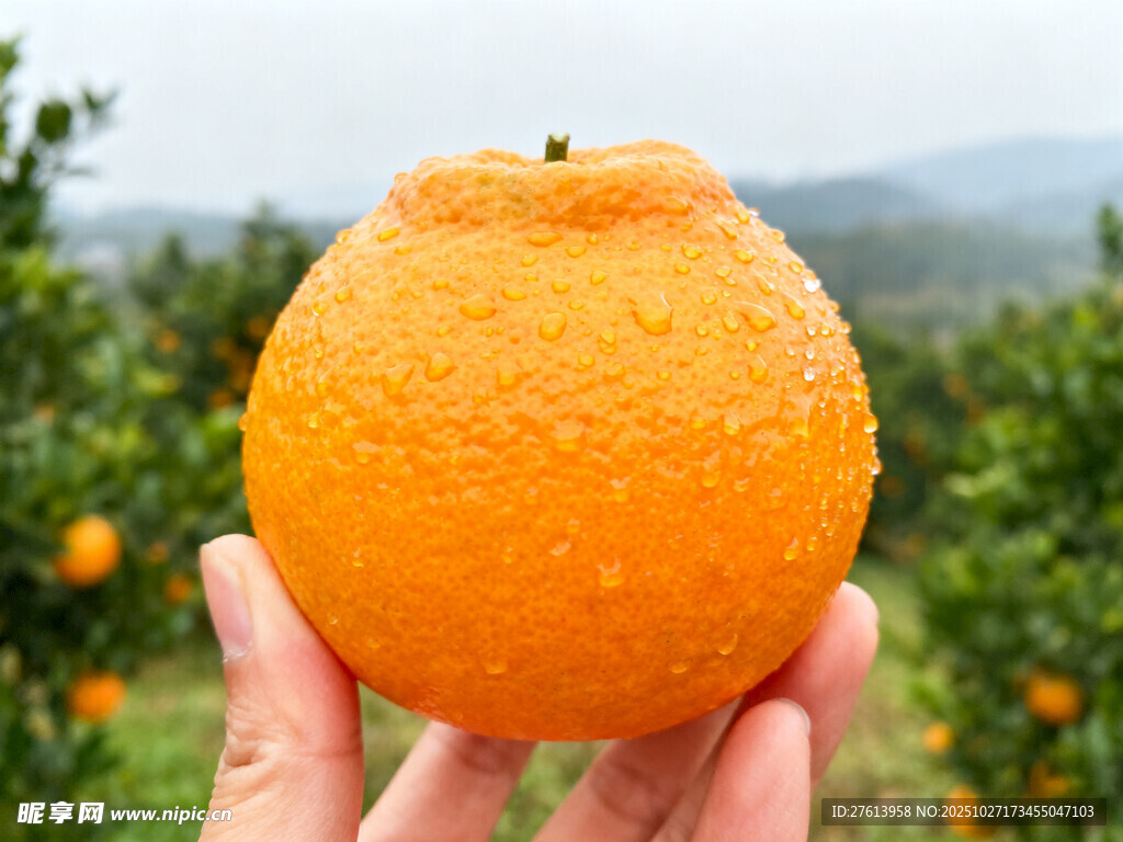 手捧橙子耙耙柑丑橘