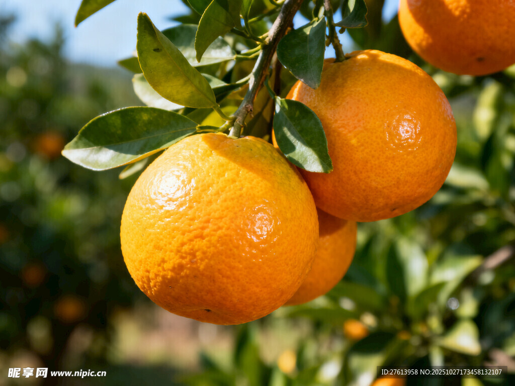枝头的橙子