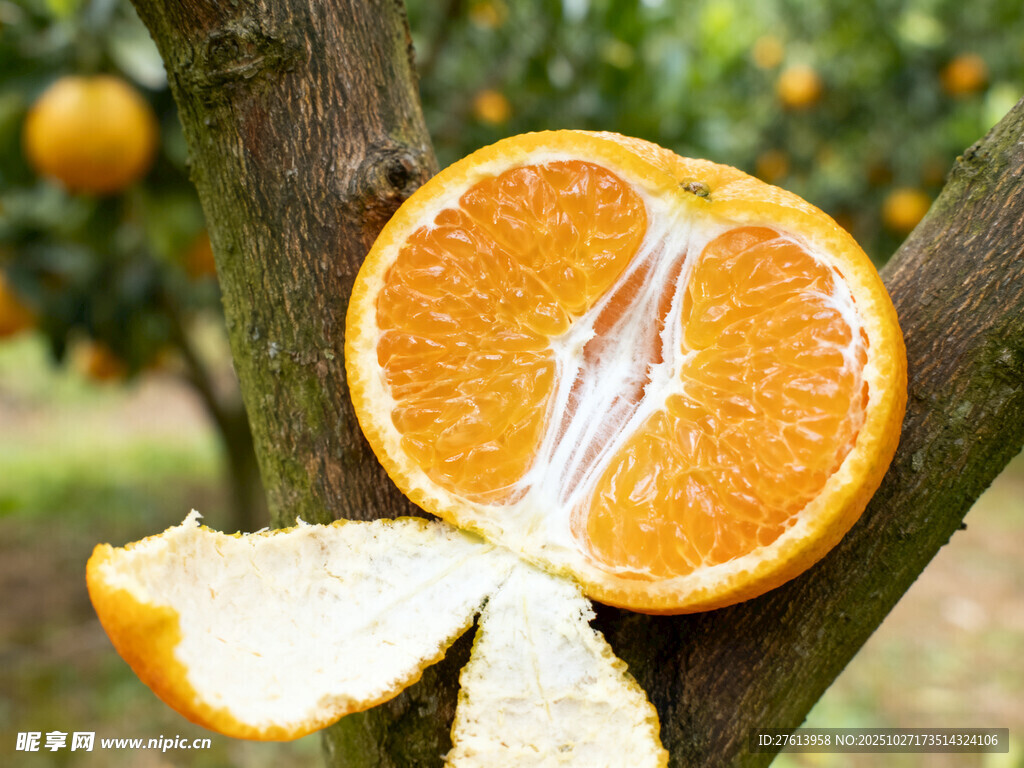 树上剥开的橙子