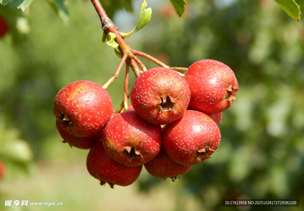 枝头红山楂