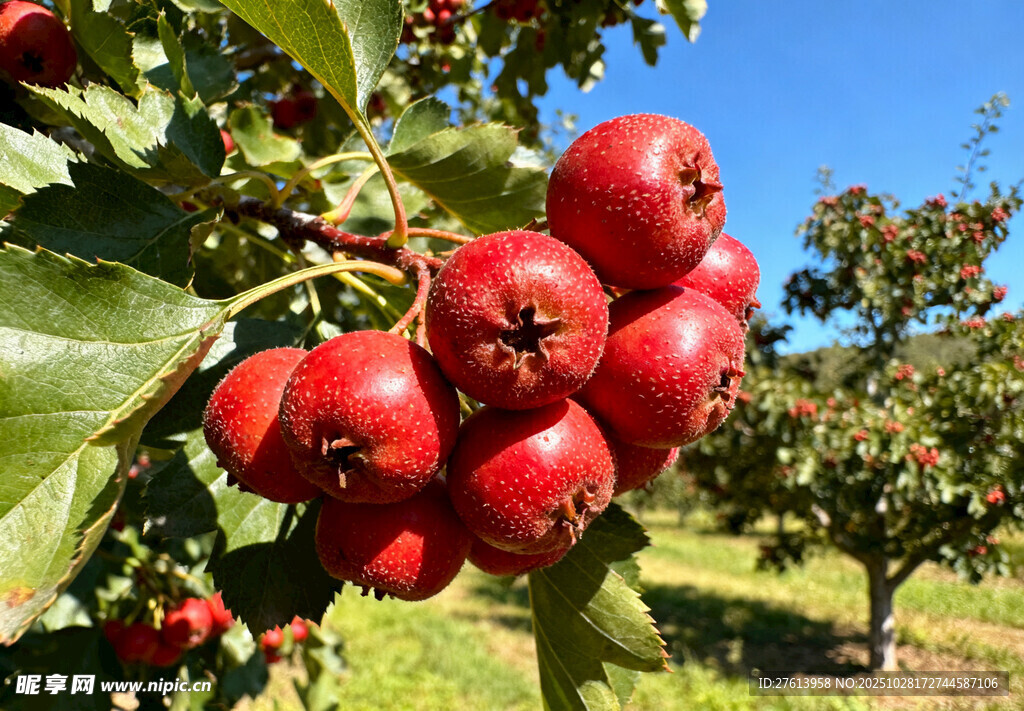 枝头的红山楂