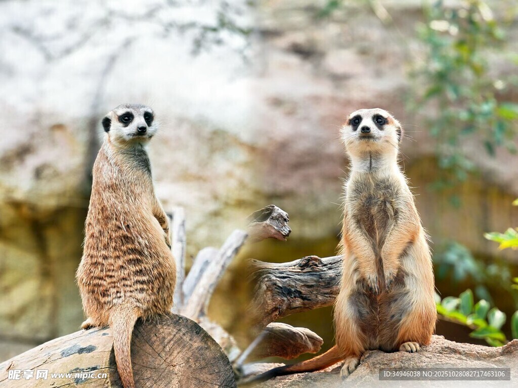 三只狐獴坐于岩石上