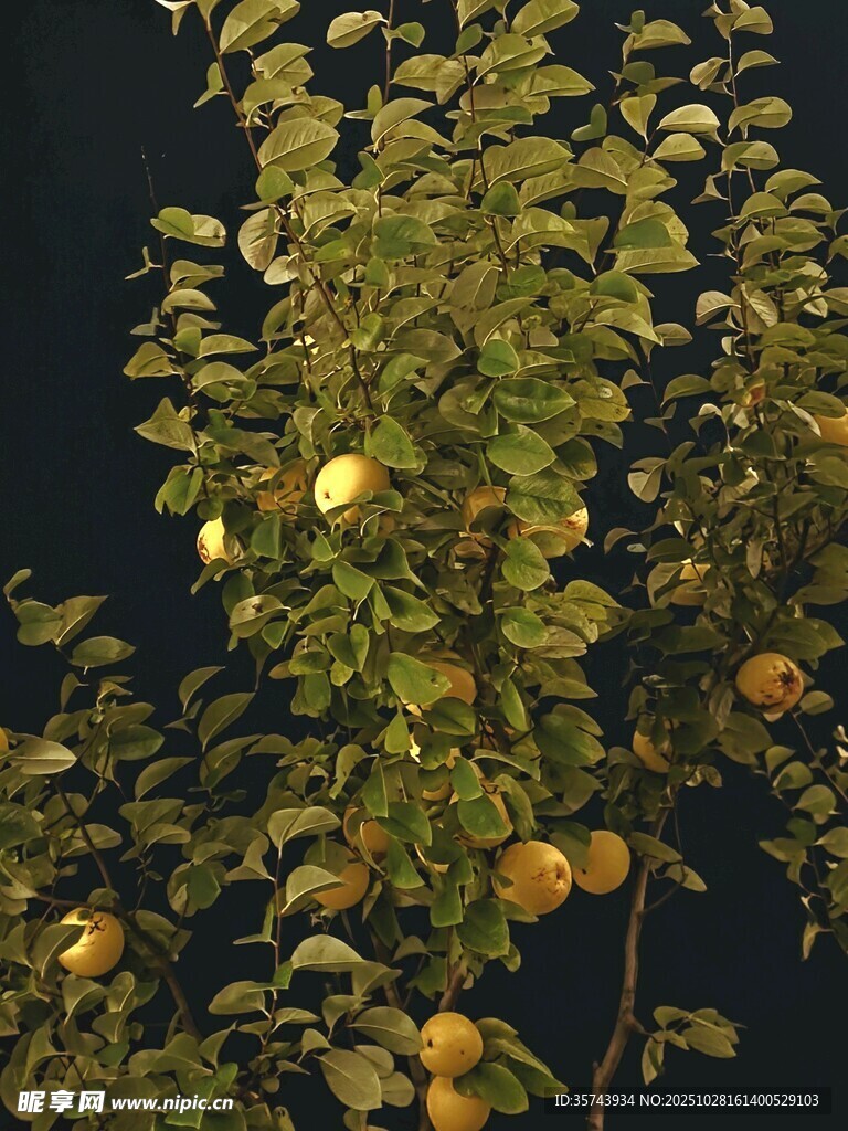 夜晚树上的金黄果实