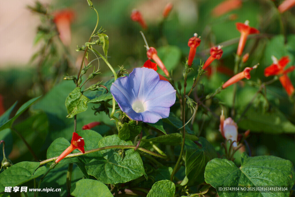 蓝花与红喇叭花同框