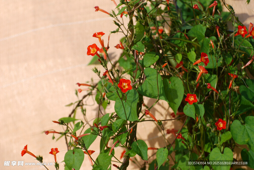 攀爬绿植上的鲜艳小红花