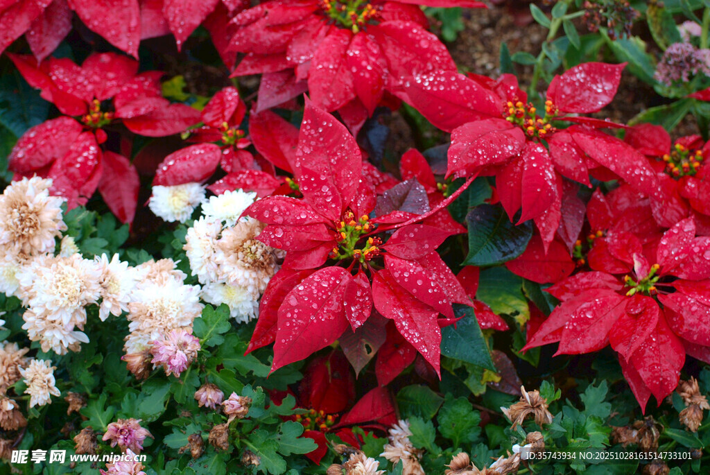 艳丽圣诞花与白色花卉