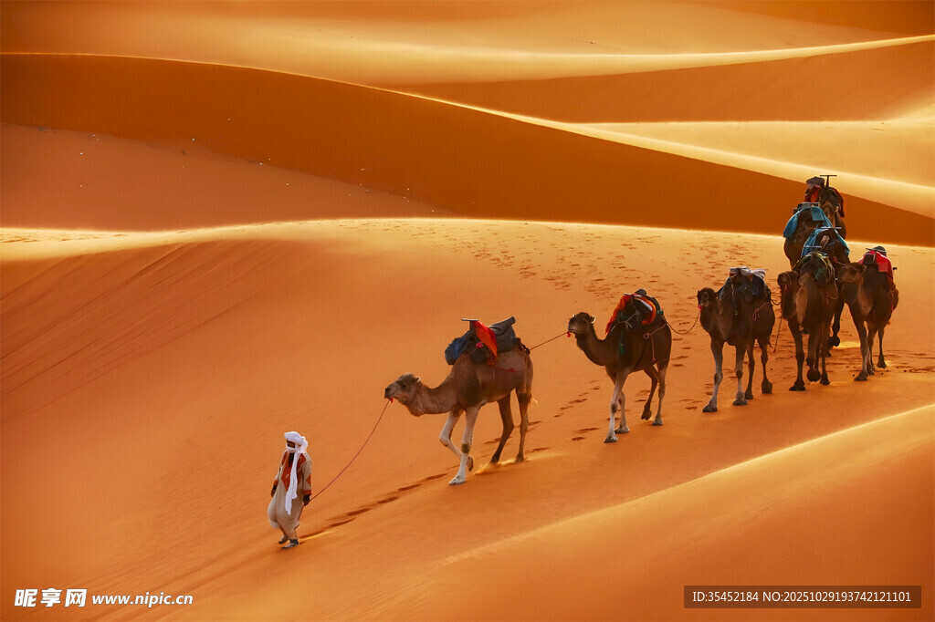 沙漠驼队