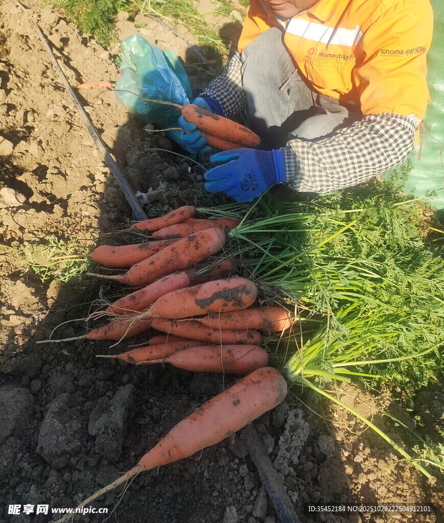 胡萝卜栽培