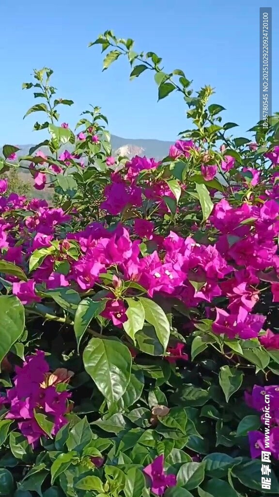 艳丽三角梅绽放于蓝天