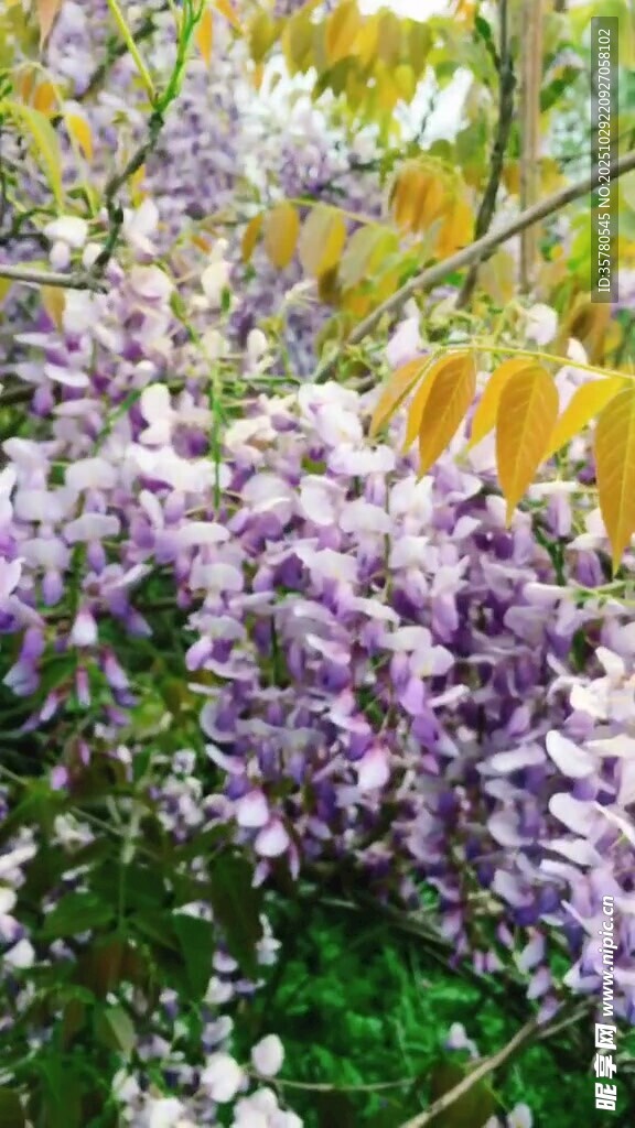 烂漫紫丁香绽放