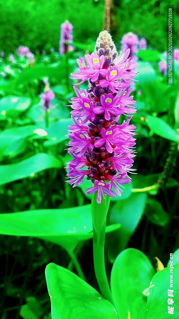 紫色水生花卉绽放