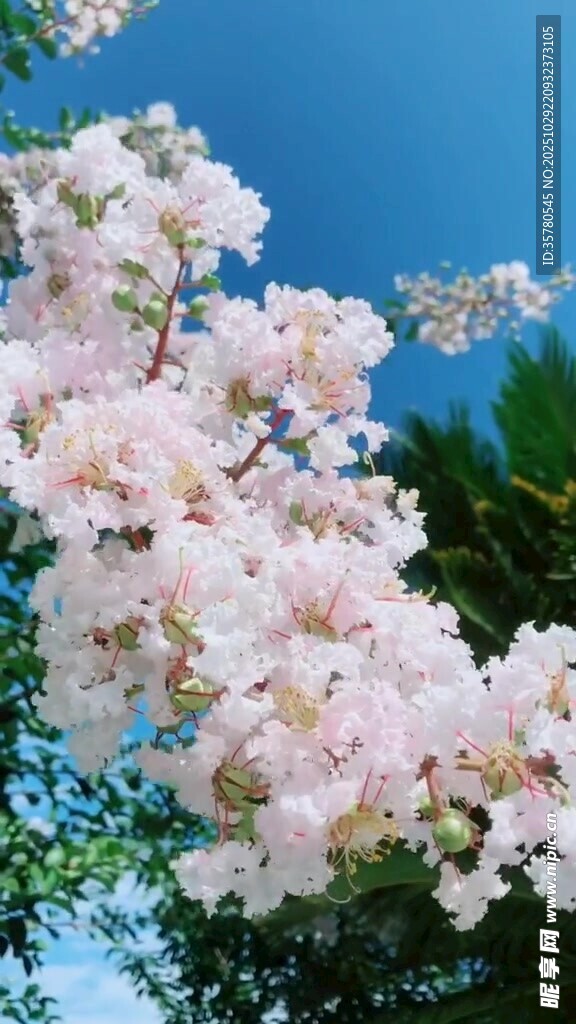 盛开的粉色樱花美景