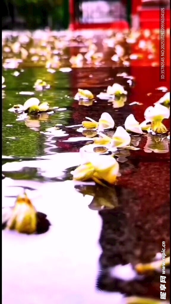 雨后落花积水倒影美景