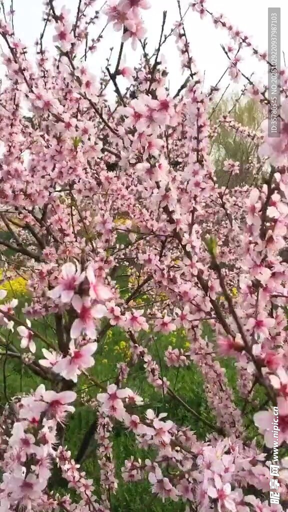 春日绽放的粉嫩桃花
