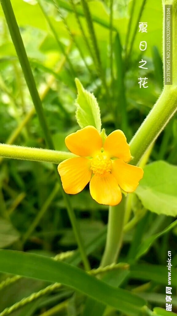 黄色小花独绽绿叶间