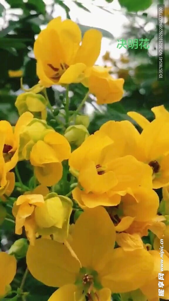 明艳黄色花朵绽放