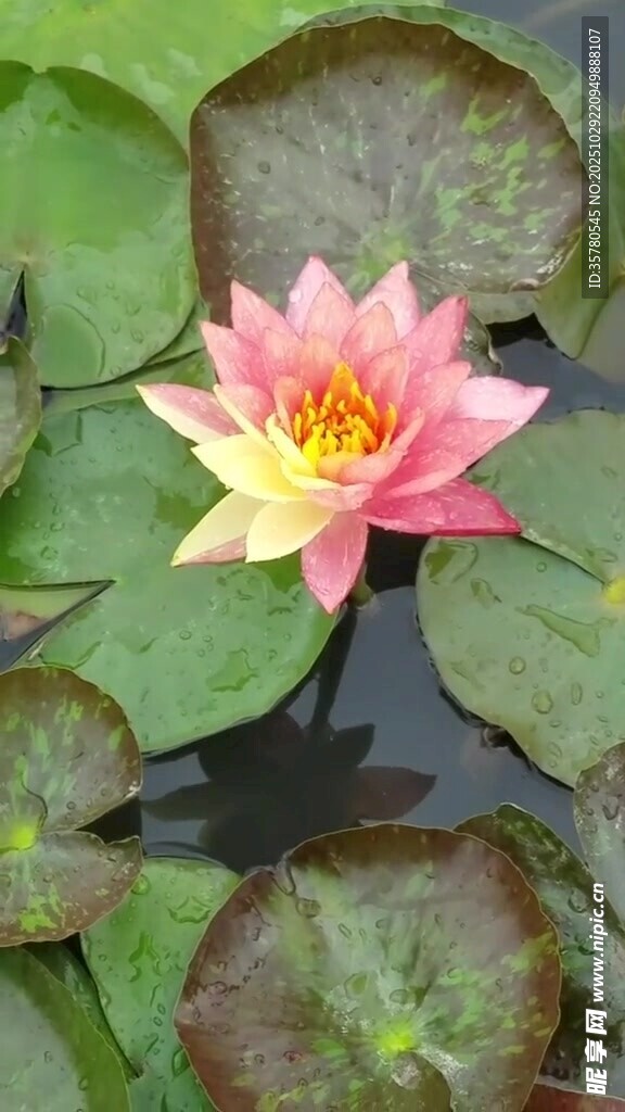 娇艳睡莲绽放于莲叶间