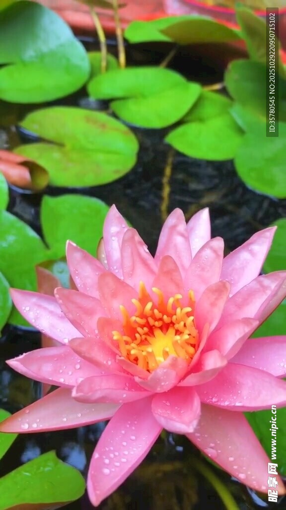 娇艳粉色睡莲绽放