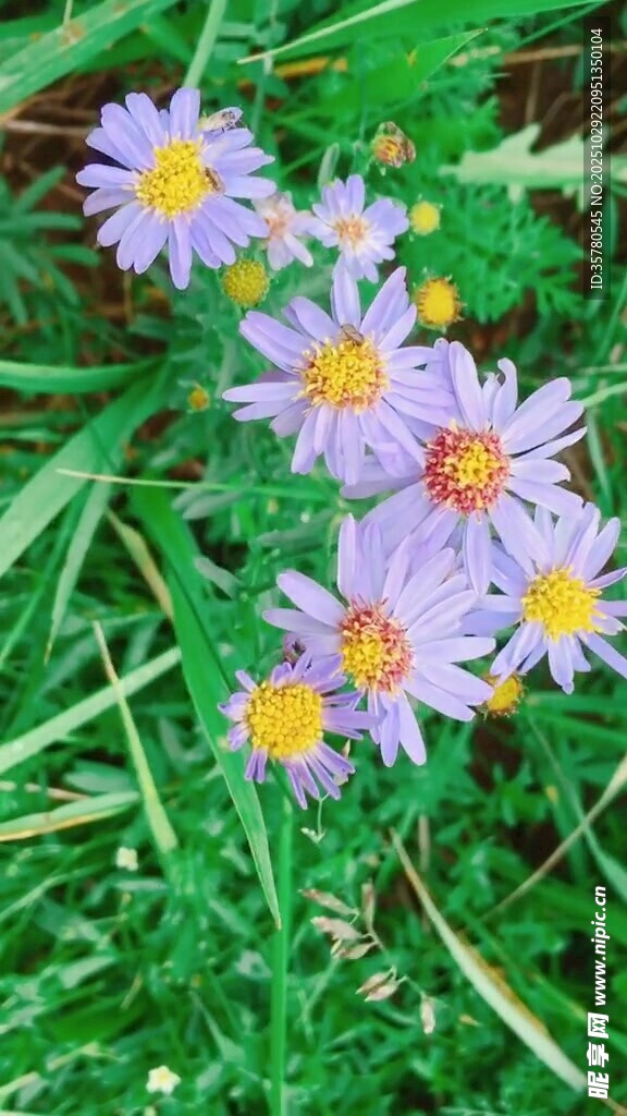 紫色小花绽放于绿草间