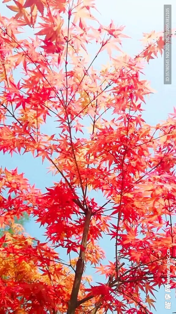 秋日红枫映蓝天