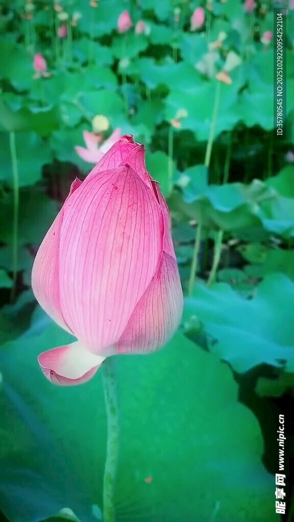 娇艳荷花绽放于荷塘间