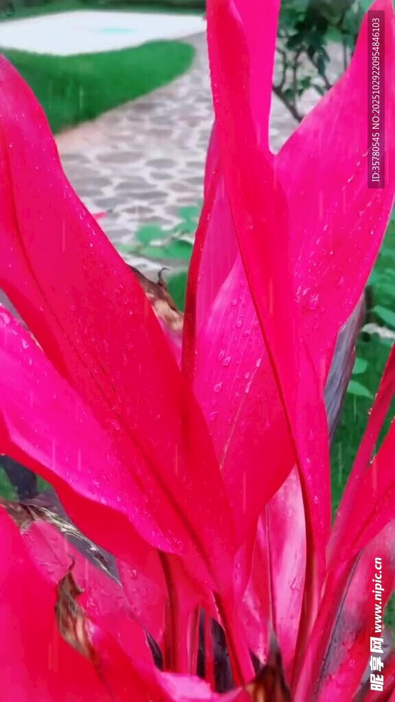 艳丽红朱蕉尽显植物之美