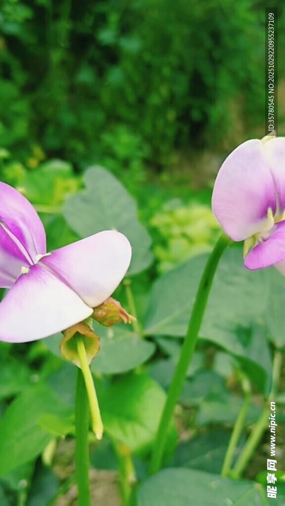 娇艳扁豆花绽放绿意间
