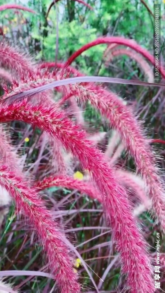 红色毛茸茸植物特写