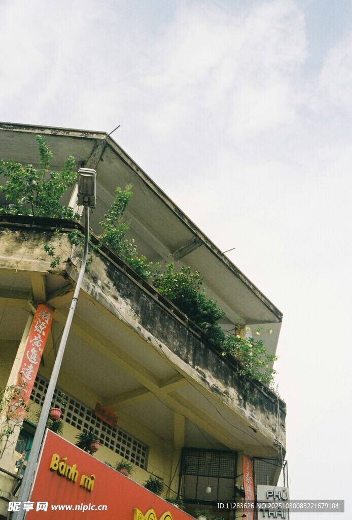 老旧楼房外墙上绿植点缀