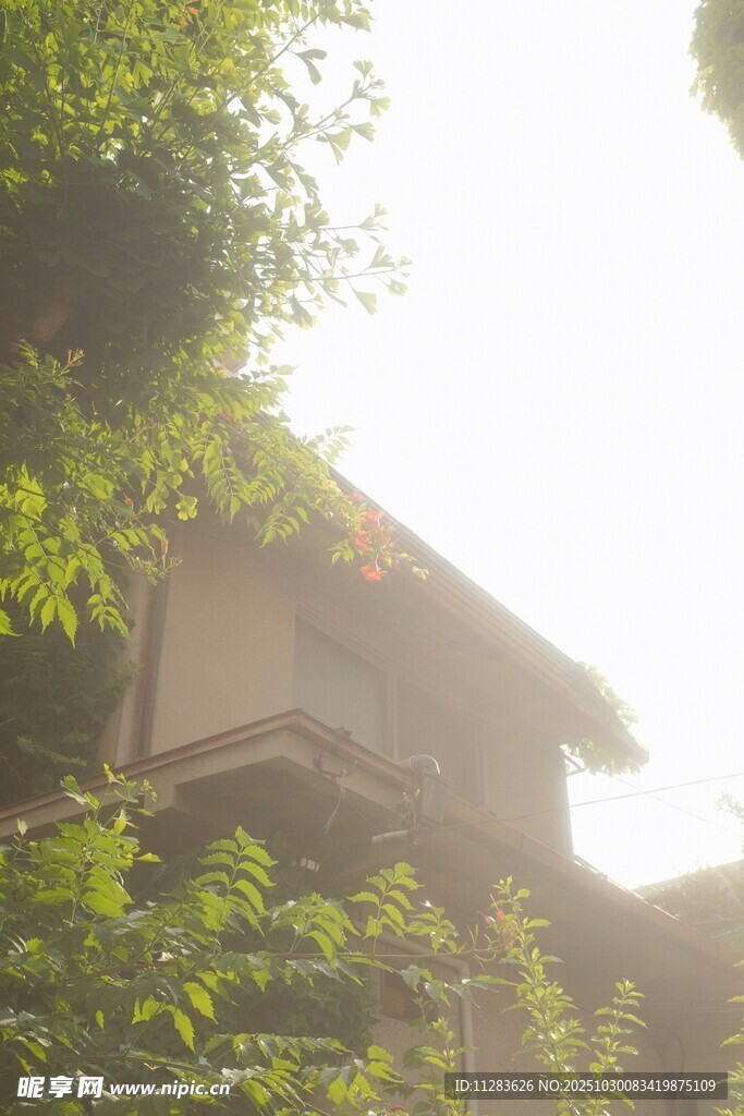 绿荫环绕的小屋