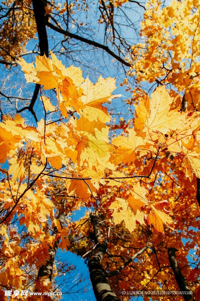 秋日枝头金黄树叶