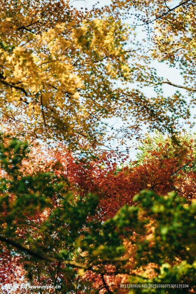 秋日斑斓树叶美景
