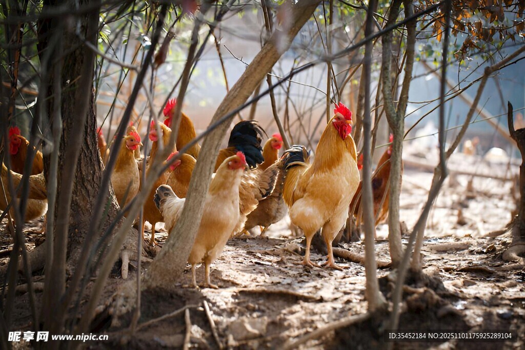 散养鸡