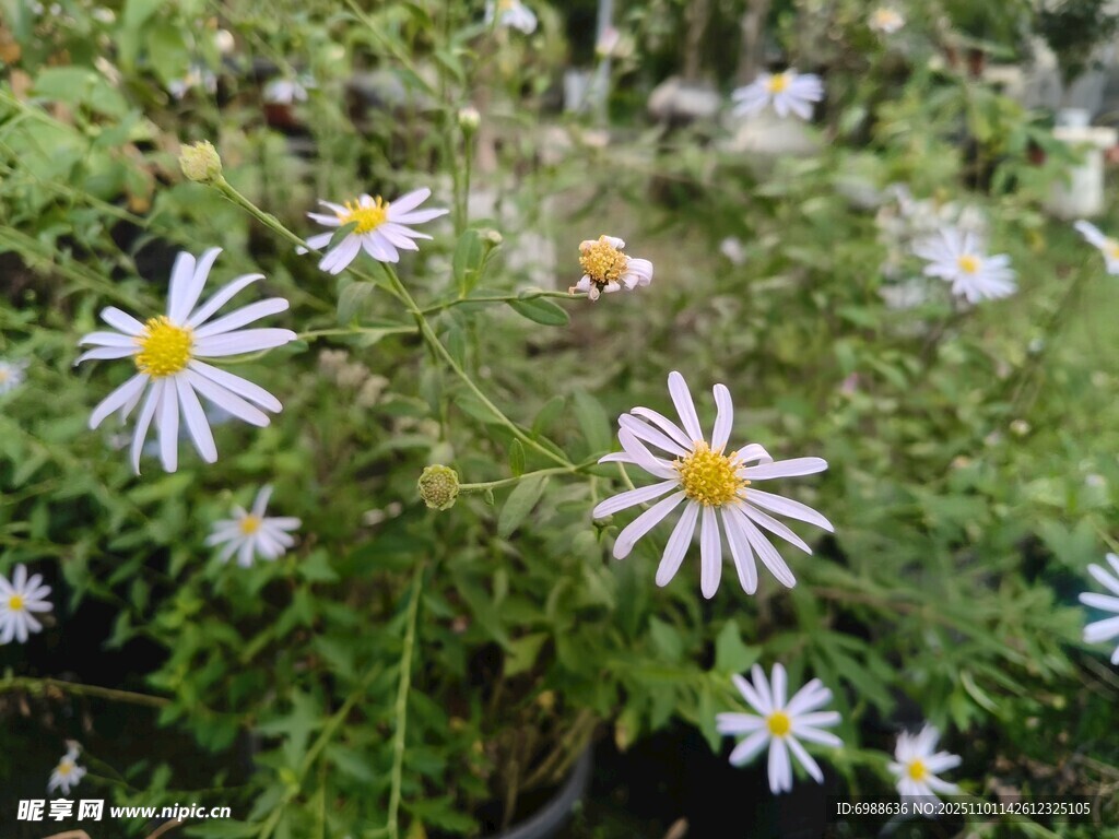 清新雏菊绽放于绿植间